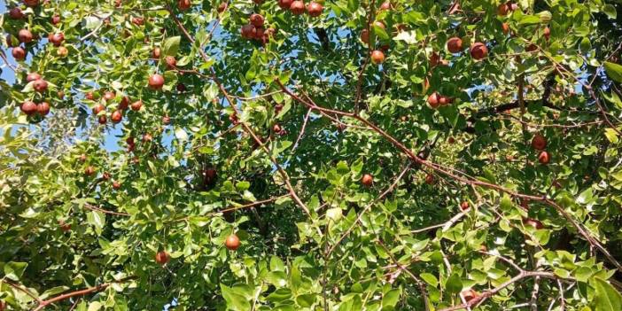 Konya’da göl kıyısından yeni bir bereketli ürün fışkırıyor