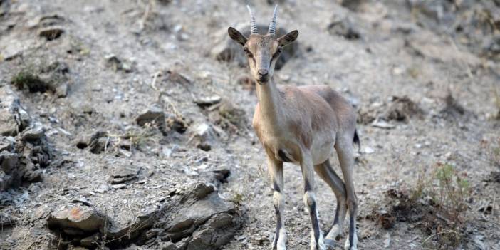 Konya’da yaban keçisi avına milyonluk ceza