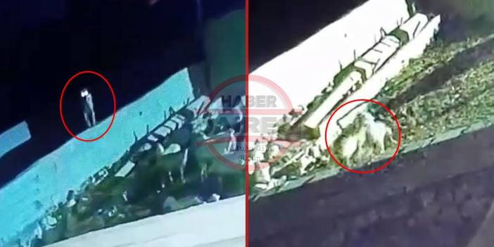 Konya Ereğli’de kurt paniği! Ağıla girip hayvanlara saldırdı