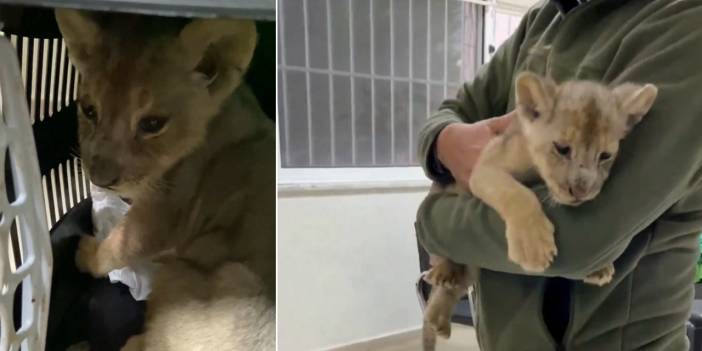 Ekipler şaşkına döndü! Veteriner kliniğinden Afrika aslanı çıktı