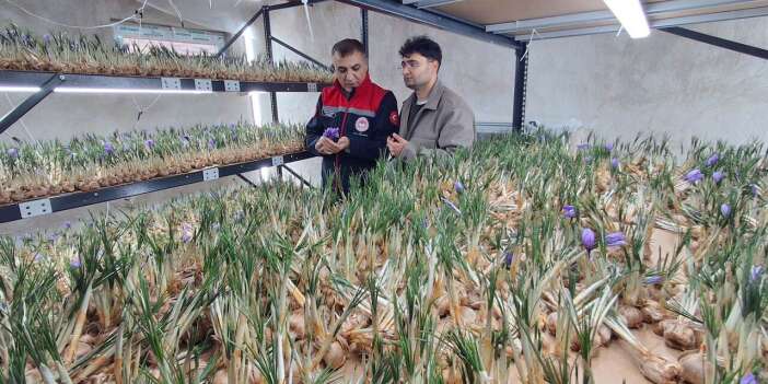 Dünyanın en pahalı ürününü Konya’da yetiştiriyor