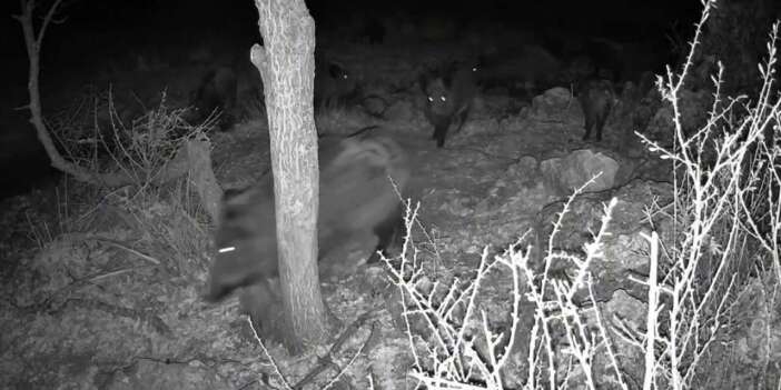Konya’da fotokapana yansıyan ilginç görüntü