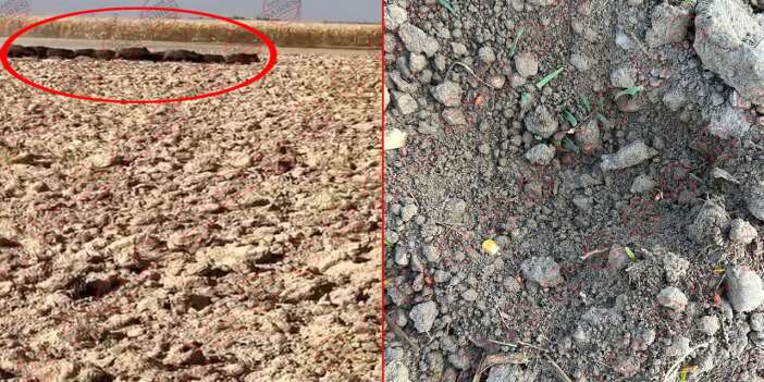 Konya tarımını şimdi de domuzlar vuruyor