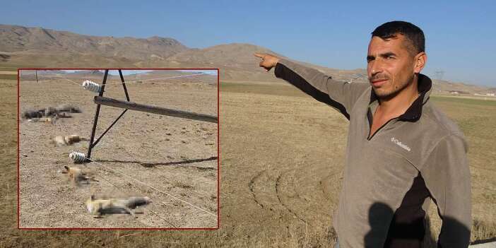 Hayvanlarını otlatan besici hayatının şokunu yaşadı! 6 tilki, 3 yaban domuzu…