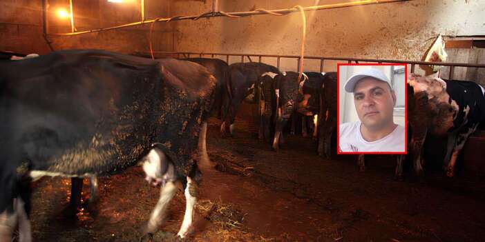 Dana saldırısına uğrayan besici, hayatını kaybetti