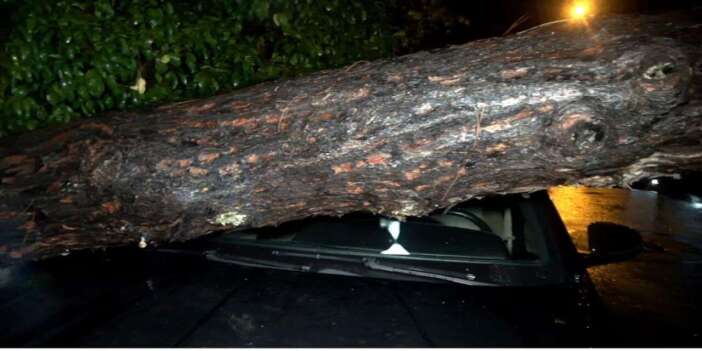 10 metrelik ağaç kuvvetli yağışa dayanamadı! 2 binada hasar var