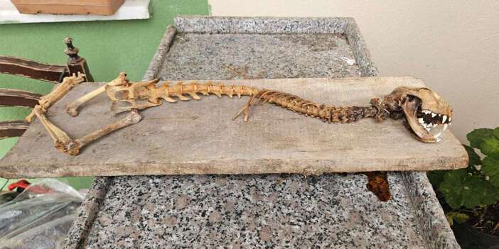 Ahırda bulduğu iskeleti görünce ekiplere haber verdi! “İlk kez böyle bir şey gördüm”