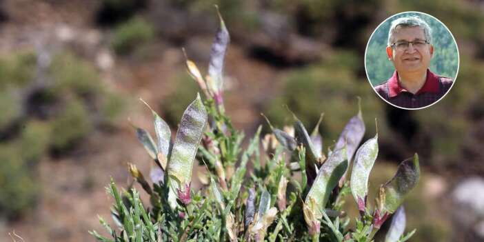 Dünyada sadece Toroslarda yetişen şifa deposu keşfedildi