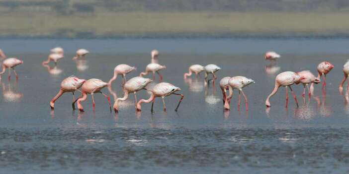 Konya’nın flamingo cennetinden acı haber! Bu manzaralar tarih oldu