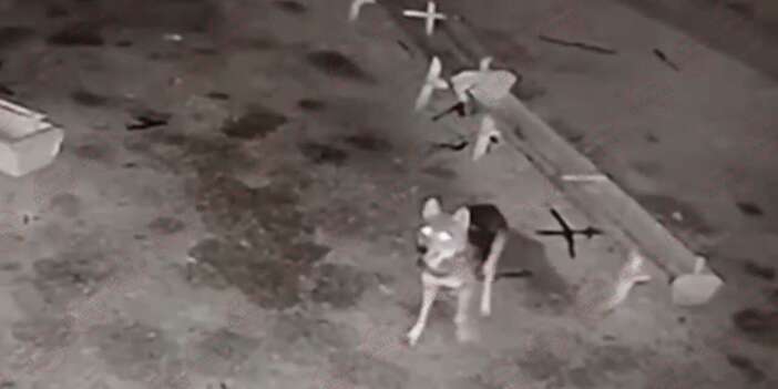 Konya’da ağıla giren kurt koyunları telef etti, köpek hazıra kondu