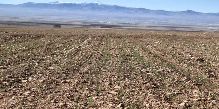 Konya’da geçen yıl üreticiyi üzen araziler şimdi umut veriyor