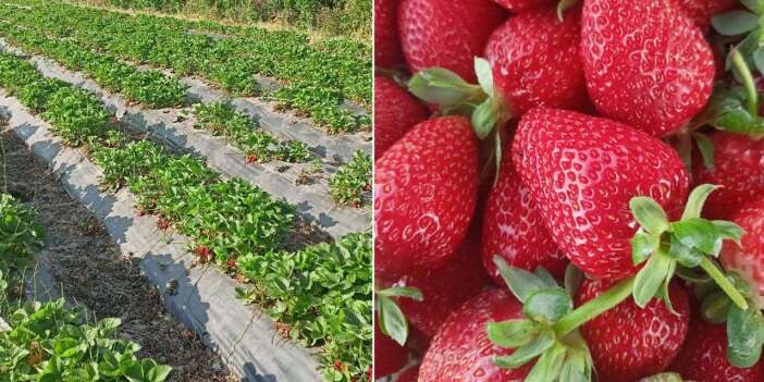 Konya, coğrafi işaretli ürün sayısını 88’e çıkardı