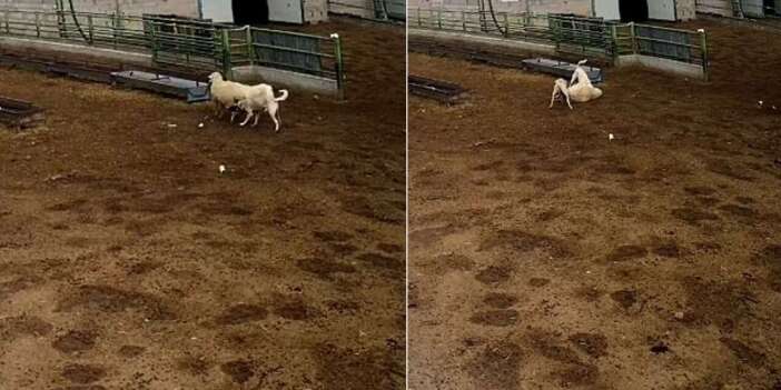Konya’nın bir ilçesinde sokak köpekleri dehşet saçtı