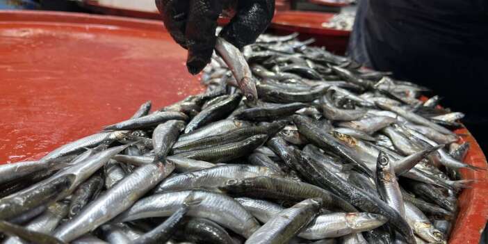 Hamsiler Rusya’ya kaçtı! Konya’daki satışlar düştü