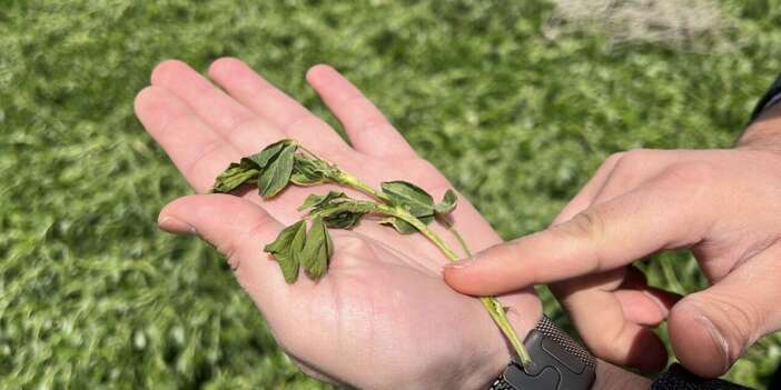 Beklenen kar yağışını göremeyen Konya merkezini zirai don vurdu