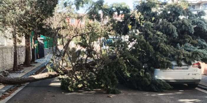 Konya’da 20 yıllık ağaç fırtınaya dayanamadı, otomobilin üstüne devrildi
