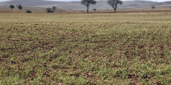 Geçen yıl kavrulan Konya’nın kıraç arazileri bu yıl coşuyor