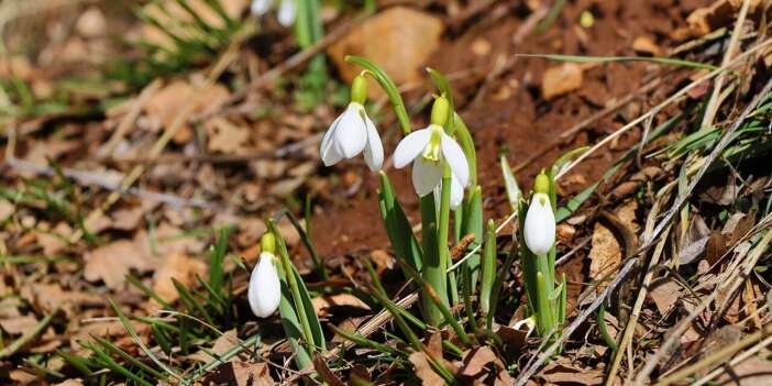Konya’da baharın müjdecisi açtı! Koparmanın cezası 699 bin TL