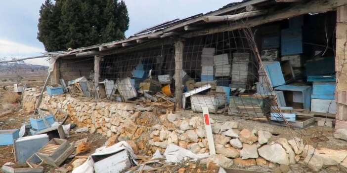 Konya’da ayı paniği! Mahalleli diken üstünde