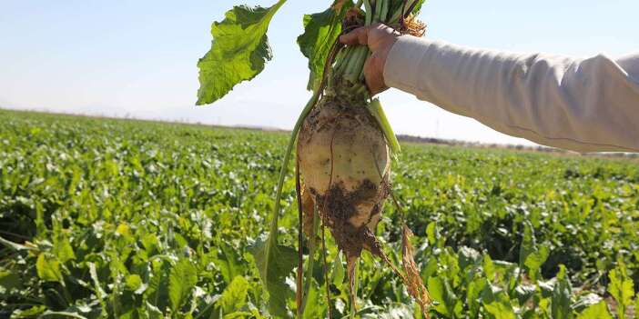 Konya Şeker, üreticinin hesabına 8 buçuk milyar TL yatıracak