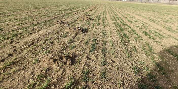 Konya’daki ekili alanlarda çiftçiyi endişelendiren gelişme