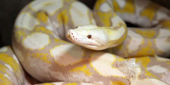 Konya’daki bu yılanlar renkleri ve gözleriyle dikkat çekiyor