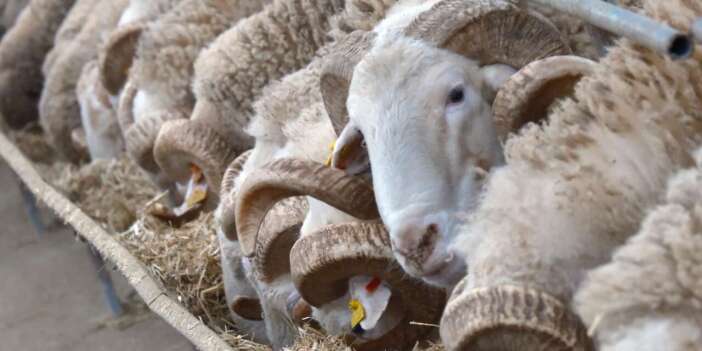 Türkiye’nin en değerli koçları için rekor fiyatlı satış heyecanı