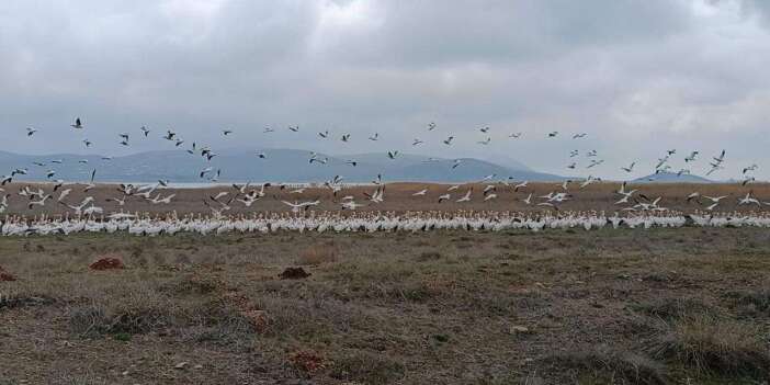 Konya’da son yağışlarla can bulan Çavuşçugöl’de ekolojik hareketlilik başladı