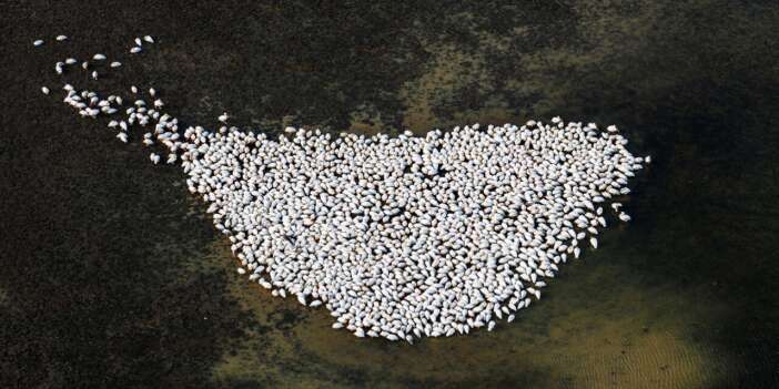 Konya’nın ünlü gölünde kuraklık sonrası sevindiren dönüş