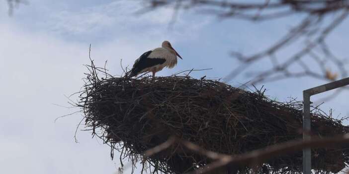 Konya’ya bahar geldi! Leylekler müjdeledi