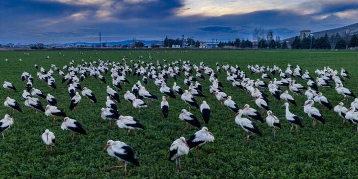 Konya semaları şenlendi! Baharın habercileri bu bölgede görsel şölen sunuyor
