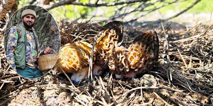 Konya’da baharın hazinesi çıktı! Kilosu 2 bin liraya dayandı