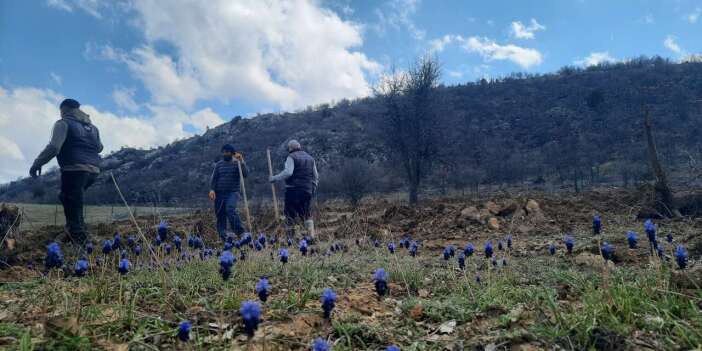 Konya’da kullanılmayan araziler ağaçlandırılmaya başlandı