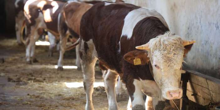 Konya’da kurbanlık fiyatları netleşmeye başladı