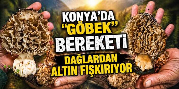 Konya’nın çok yağış alan ilçesinde bulundu, bereketli sezonun simgesi oldu