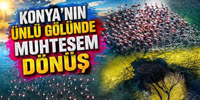 Konya’da kuruyan göl yeniden canlandı, flamingolar geri döndü