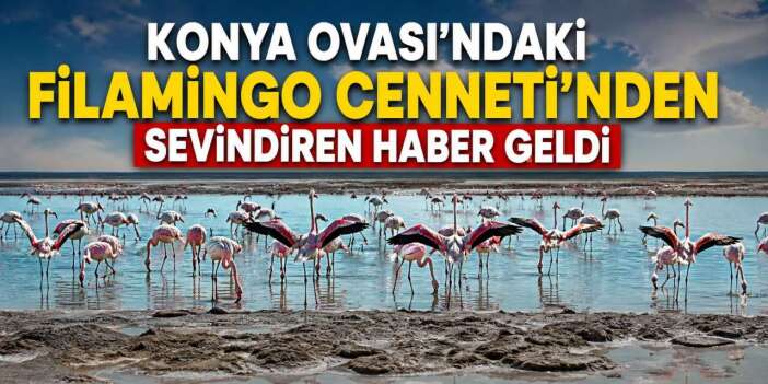 Konya Ovası'ndaki filamingo cennetinden sevindiren haber