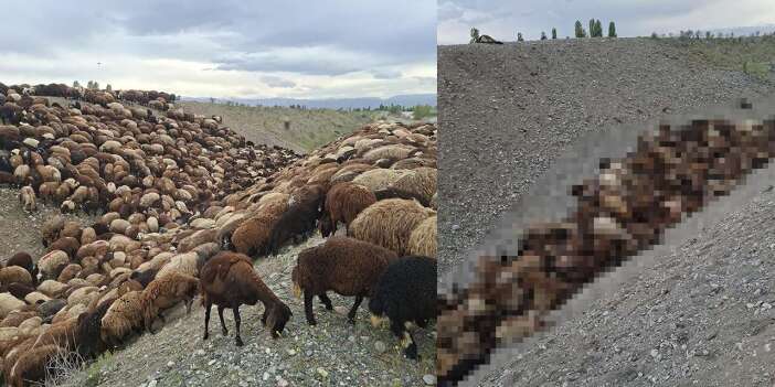 Arı saldırısı faciaya yol açtı! Bin koyun telef oldu