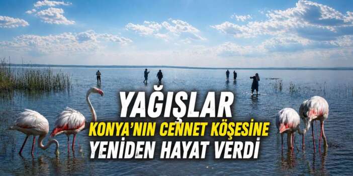 Konya’nın flamingo cenneti son yağışlarla hayat buldu