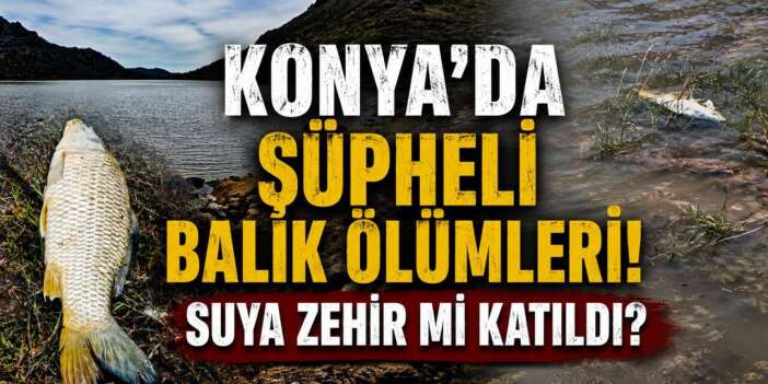 Konya’da ölü balıklar kıyıya vurdu! Vatandaşlar tedirgin