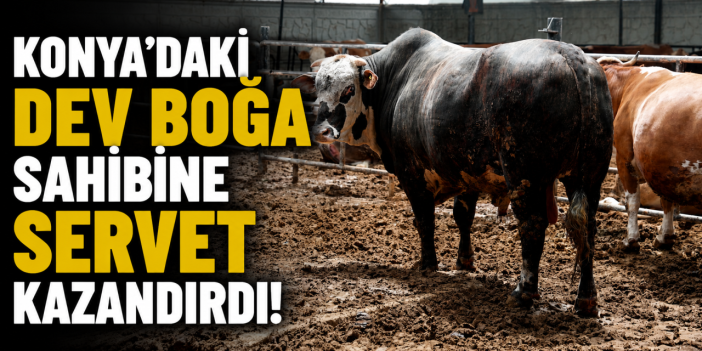 Konya’da 1 tonluk boğa rekor fiyata satıldı