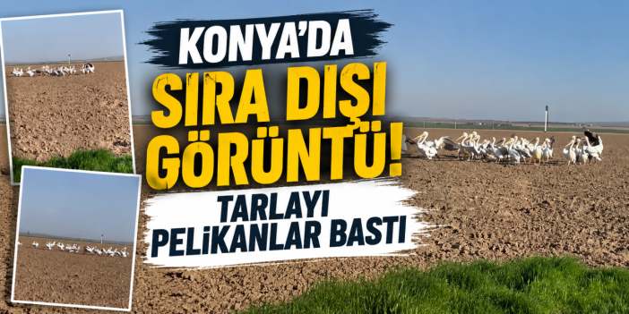 Pelikan sürüsü göç yolunda Konya'da mola verdi