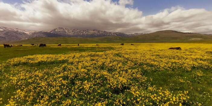 Konya’nın ünlü yaylasında karlar eridi, sarı gelinlik açtı