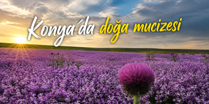 Konya’da yağmur sonrası mor şölen! Şebboylar hayran bırakıyor
