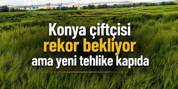 Bu yıl Konya çiftçisinin umudu çok büyük! Ama yatıran kaybedebilir