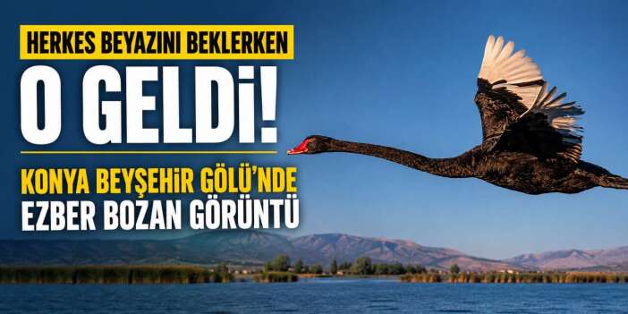 Konya’da objektiflere çok nadir görülen misafir takıldı