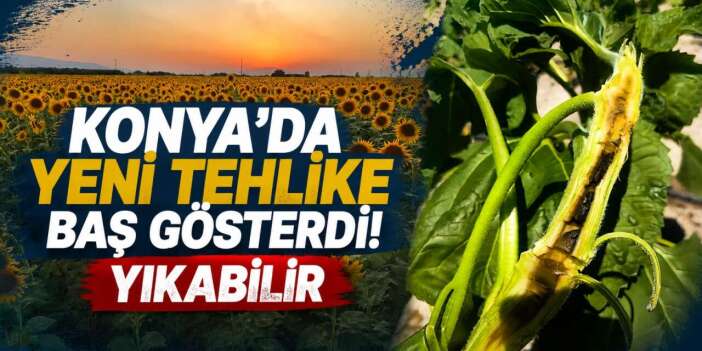 Konya'da yıkıcı hastalık alarmı! İlaç da fayda etmiyor
