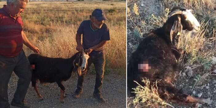 Konya’da sürüden ayrılan keçiyi kurt değil, köpek kaptı