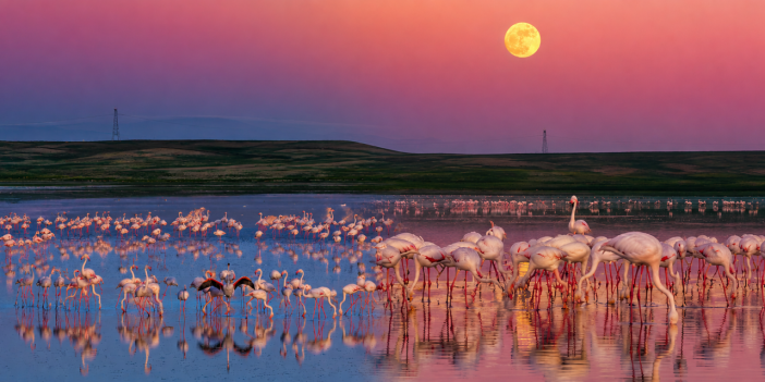 Konya'da pembe şölen! Düden Gölü flamingolarla renklendi
