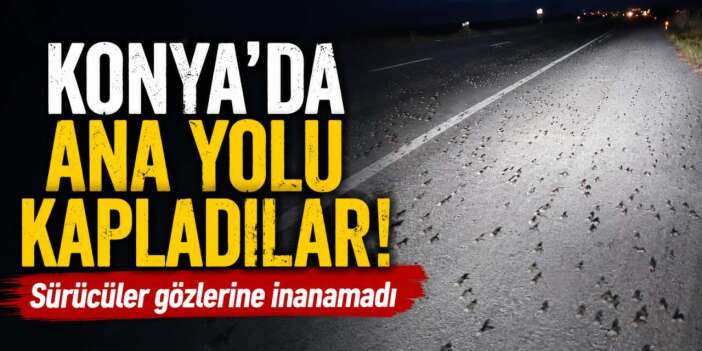 Sürücüler neye uğradığını şaşırdı! Konya'da ana yolu kurbağalar bastı